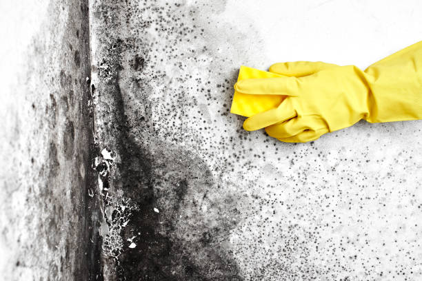 Best Health and Safety Mold Remediation in San Rafael, NM