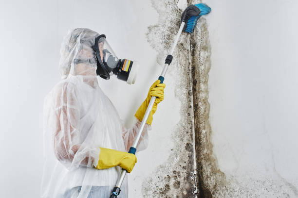 San Rafael, NM Mold Remediation Company