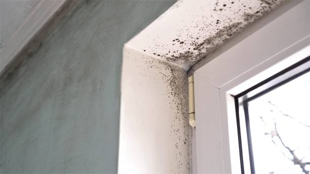 Best Commercial Mold Remediation in San Rafael, NM