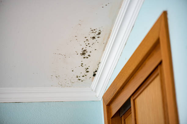 Best Bathroom Mold Remediation in San Rafael, NM