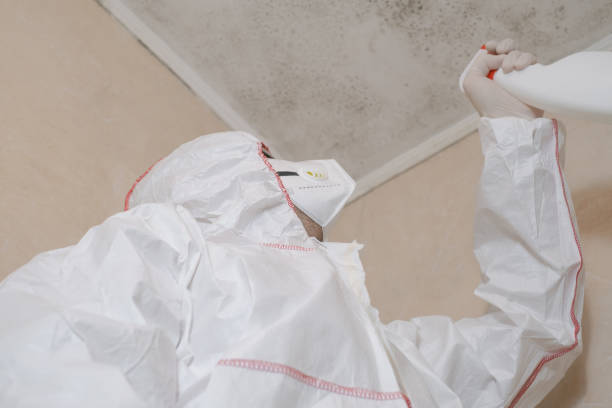 Best Post-Flood Mold Remediation in San Rafael, NM