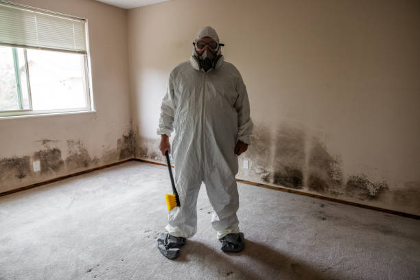 Best White Mold Remediation in San Rafael, NM