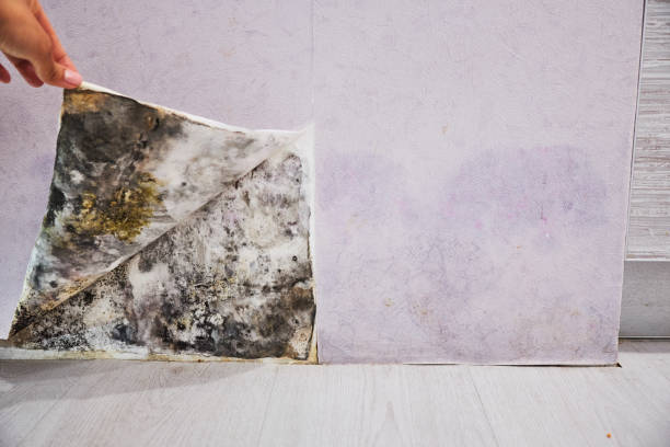 Best Residential Mold Remediation in San Rafael, NM